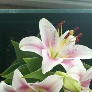 Meet your Posher, Darlene